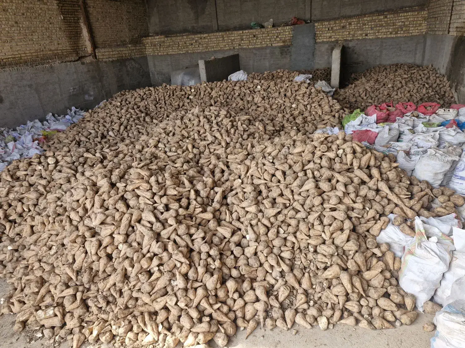 چغندردامی|عمده‌فروشی|قوچان, |دیوار