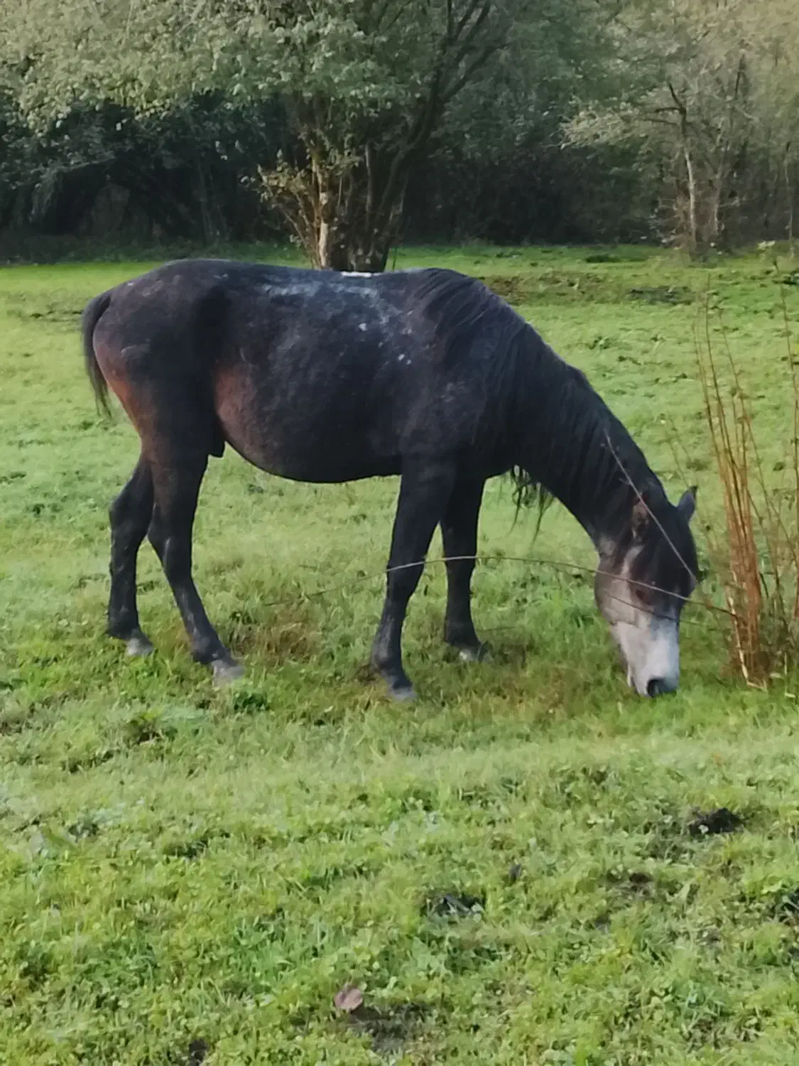 نریان نیلی|اسب و تجهیزات اسبسواری|حویق, |دیوار