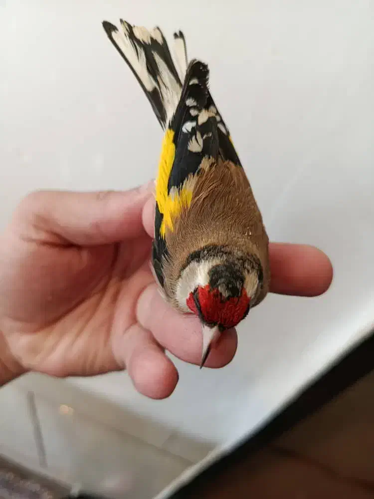 سهره|پرنده|سیرجان, |دیوار