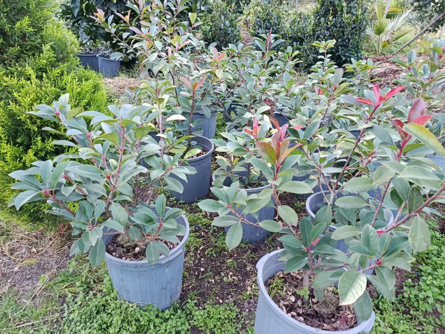 فتونیا ،پالم آبی|گل و گیاه طبیعی|چابکسر, |دیوار