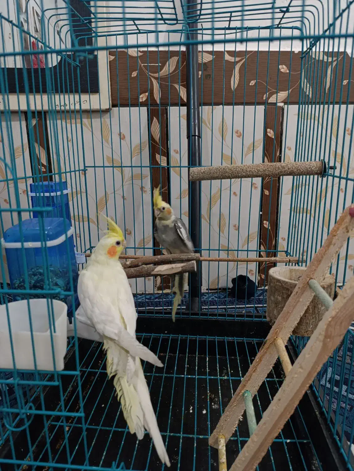 عروس پاریس نر و ماده|پرنده|اهواز, گلدشت|دیوار