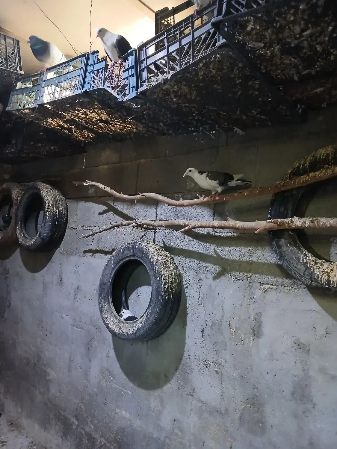 کفتر|پرنده|گتوند, |دیوار