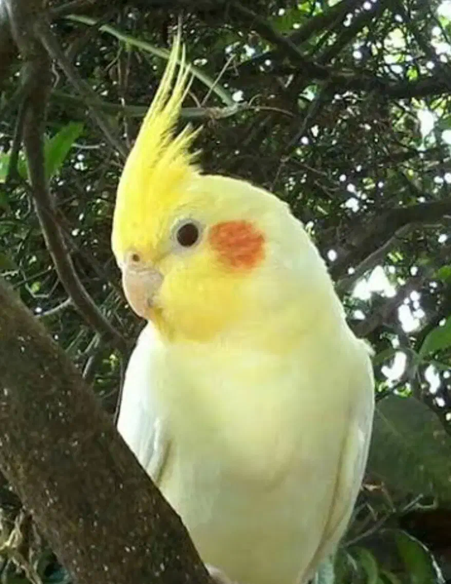 گمشده|حیوانات|اسلام‌شهر, شهرک مهدیه|دیوار