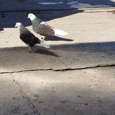 جوجه شازده گمشده|پرنده|مسجد سلیمان, |دیوار