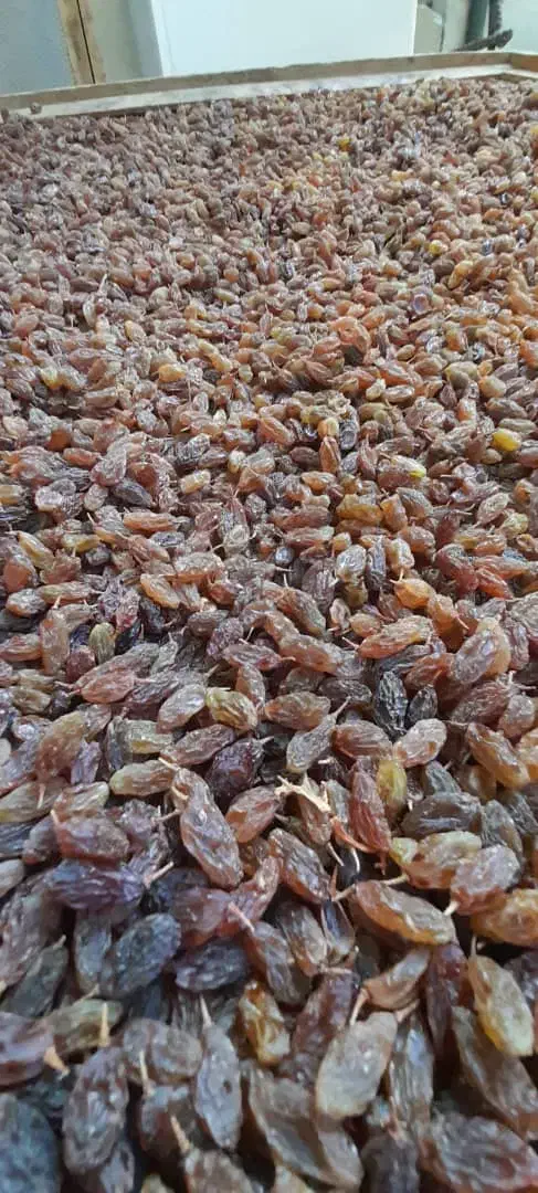 کشمش اورگانیک|خوردنی و آشامیدنی|یاسوج, |دیوار