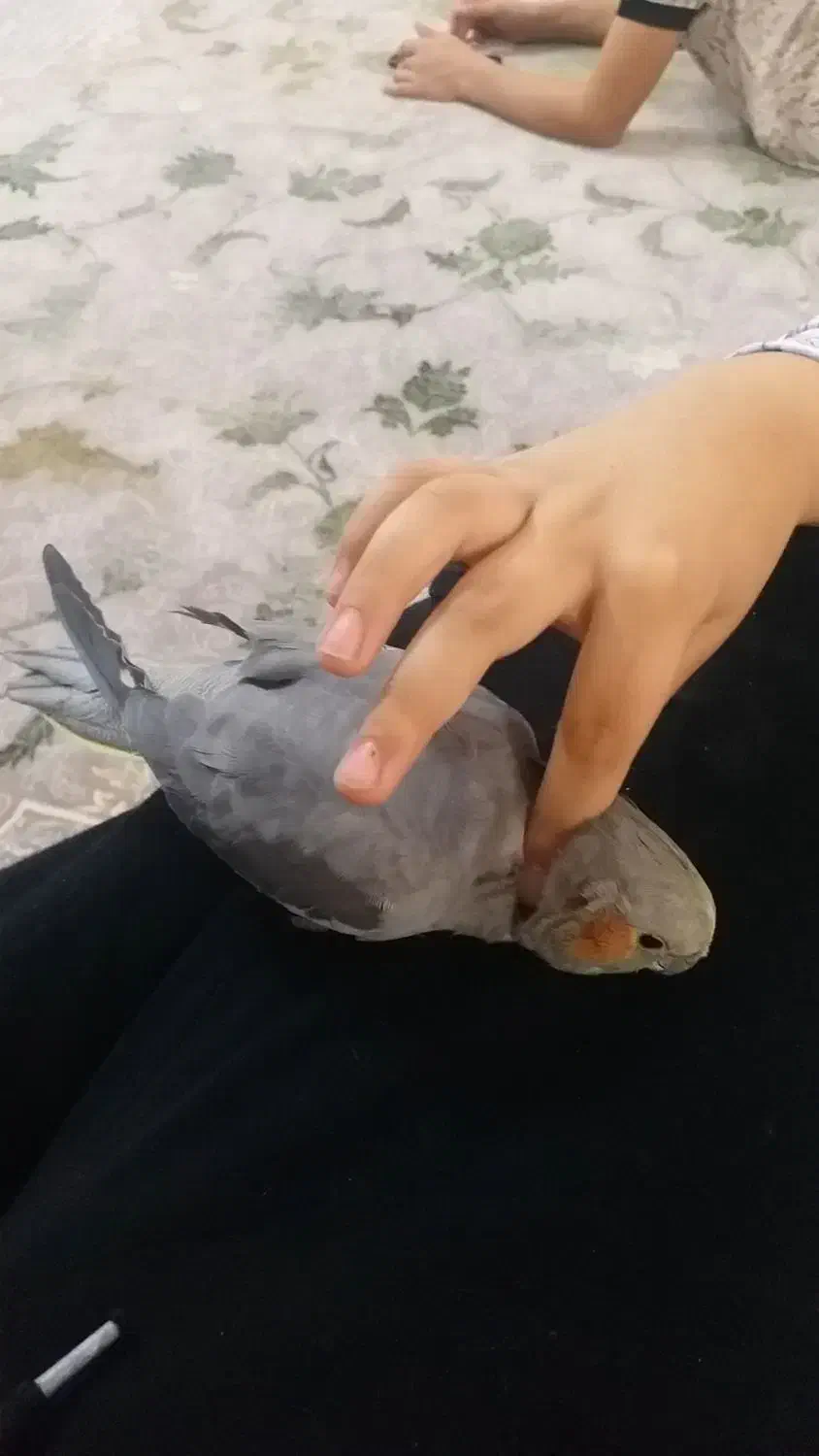 عروس هلندی دستی|پرنده|قم, پردیسان|دیوار