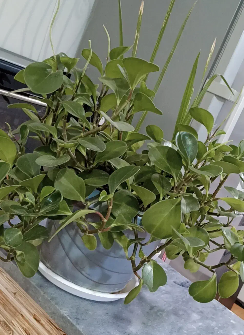 گل طبیعی|گل و گیاه طبیعی|دهگلان, |دیوار