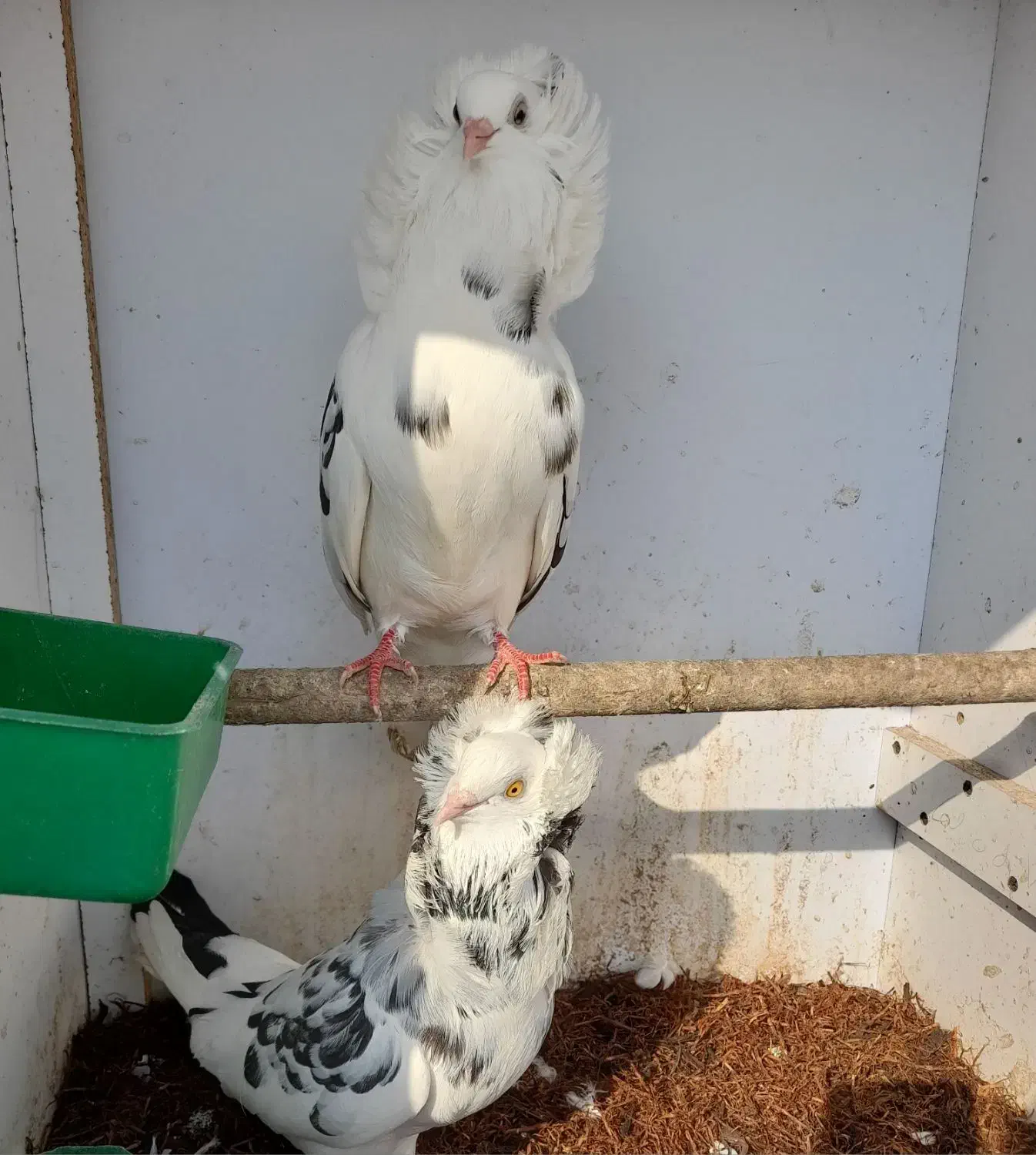 تعدای کبوترزینتی لوکس|پرنده|لاهیجان, یوسف آباد|دیوار