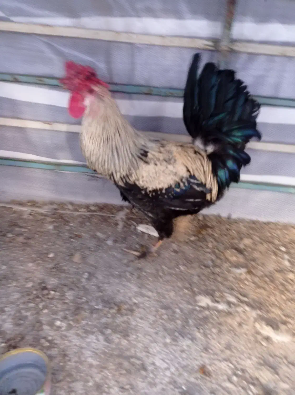 حیوانات مزرعه خروس برای فروش|حیوانات مزرعه|دهدشت, |دیوار