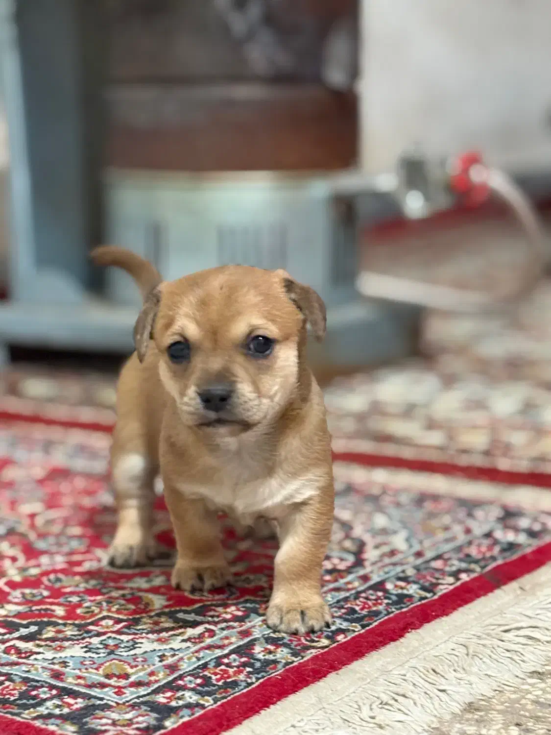 واگذاری سگ|سگ|بجنورد, |دیوار