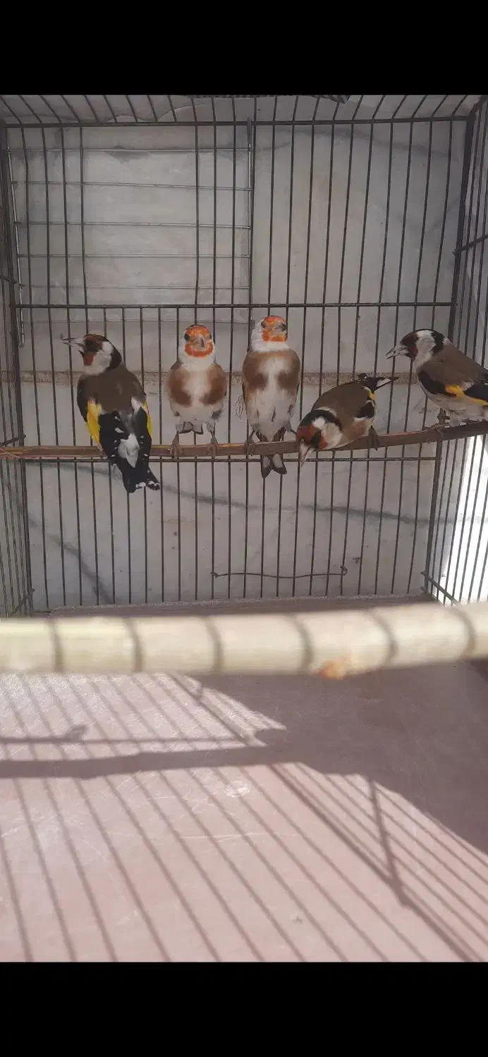 سهره نقاب اروپایی(پرتقالی)|پرنده|مهریز, |دیوار