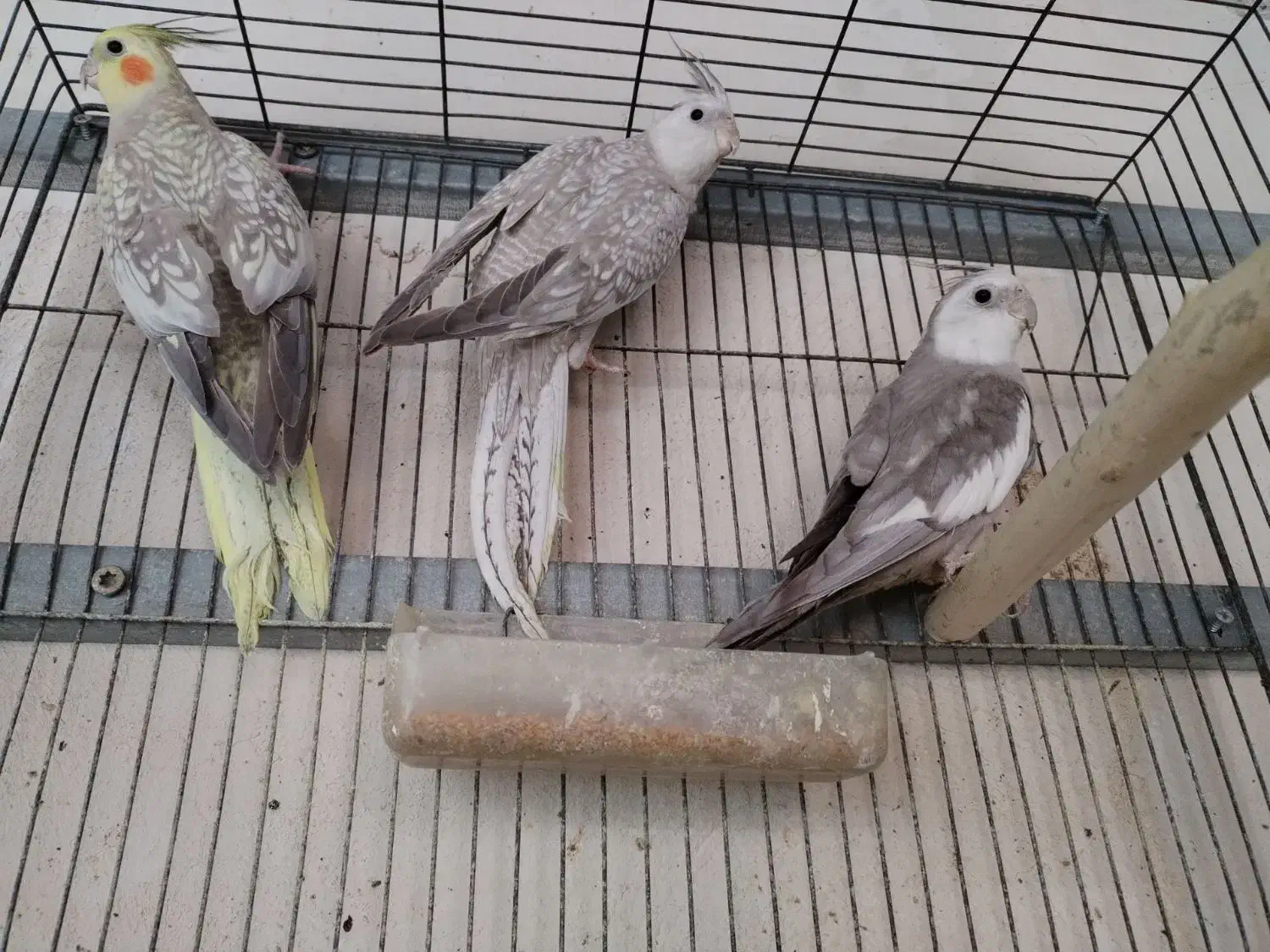 فروش عروس هلندی|پرنده|میانه, |دیوار