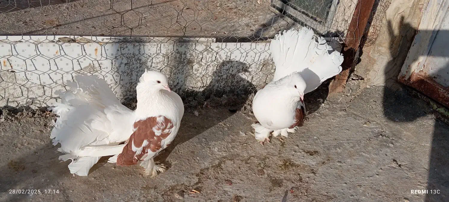 دومچتر|پرنده|اشنویه, |دیوار