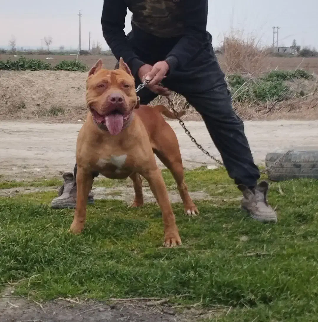 واگذاری سگ خراسانی پژدر سرابی آلابای ژرمن پیتبول|سگ|نوده خاندوز, |دیوار