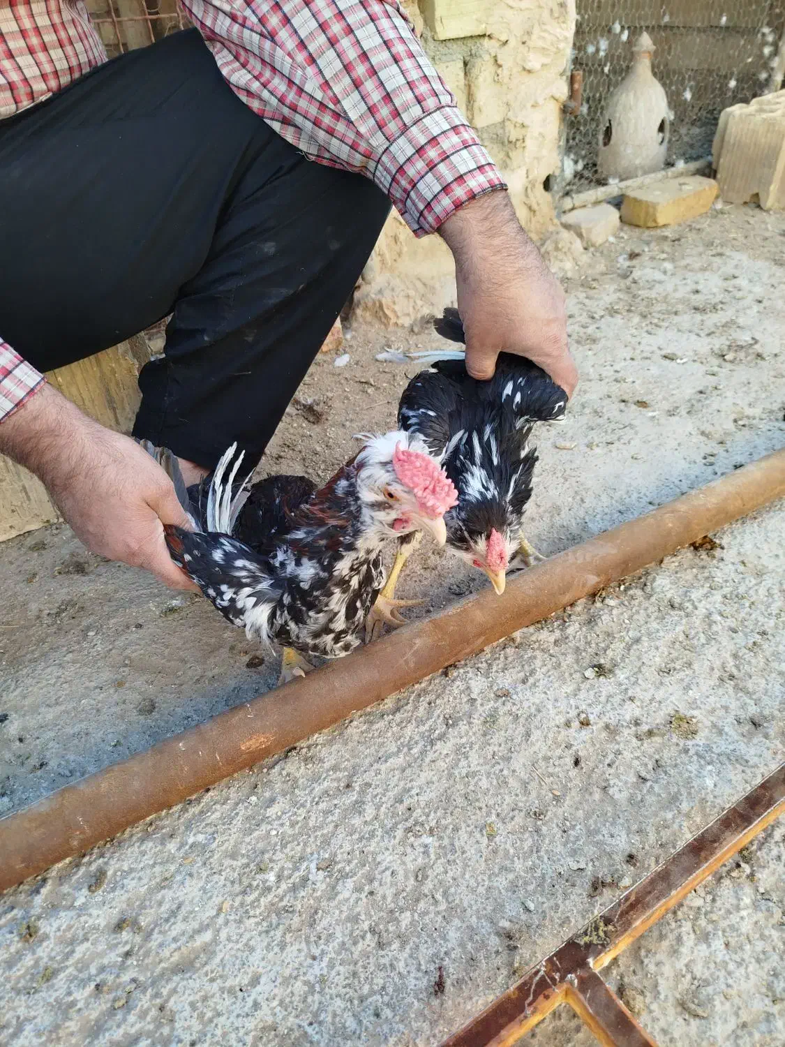 خروس گلین|حیوانات مزرعه|یزد, |دیوار