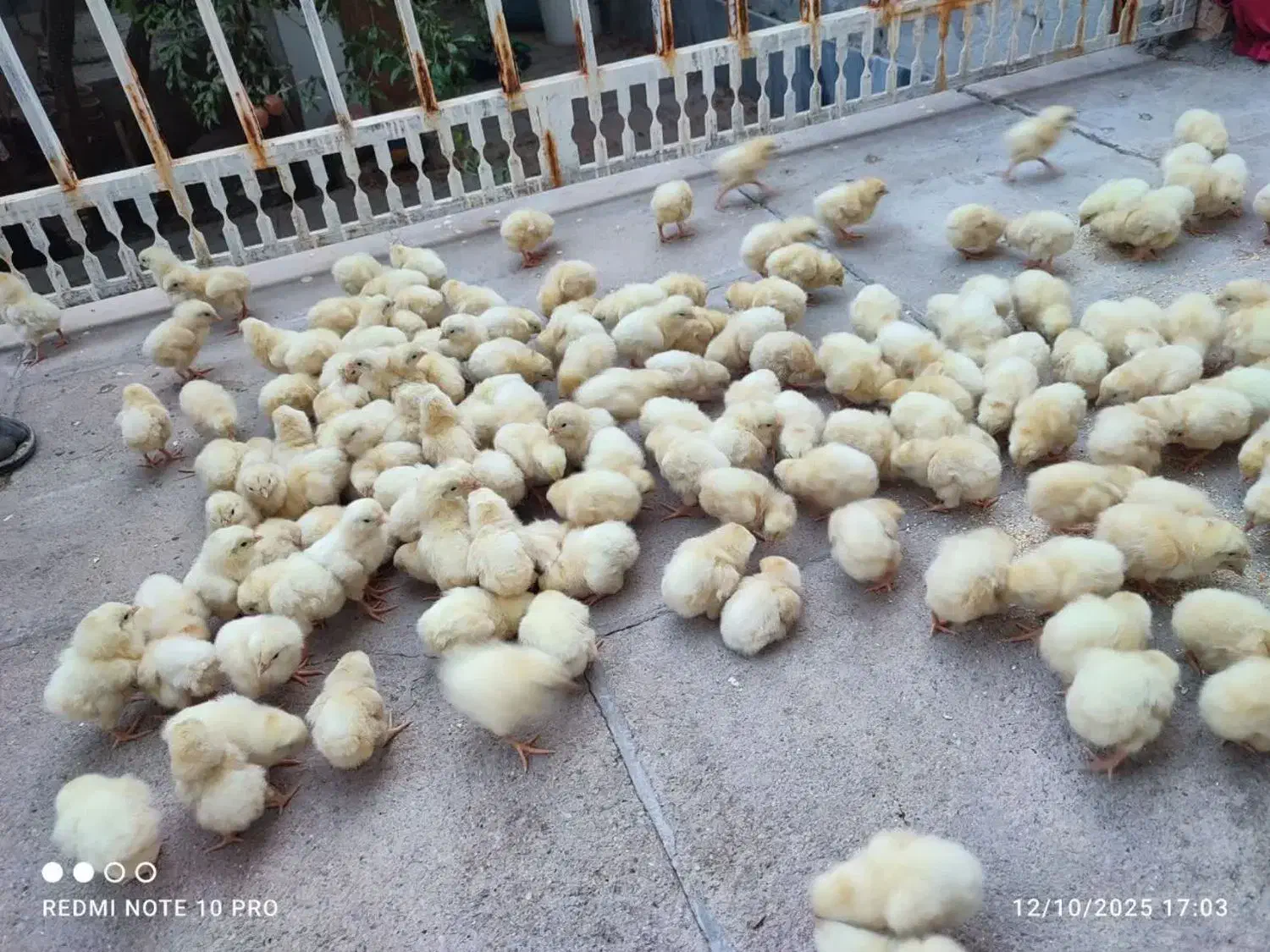 جوجه کارخانه ای|حیوانات مزرعه|اردکان, |دیوار