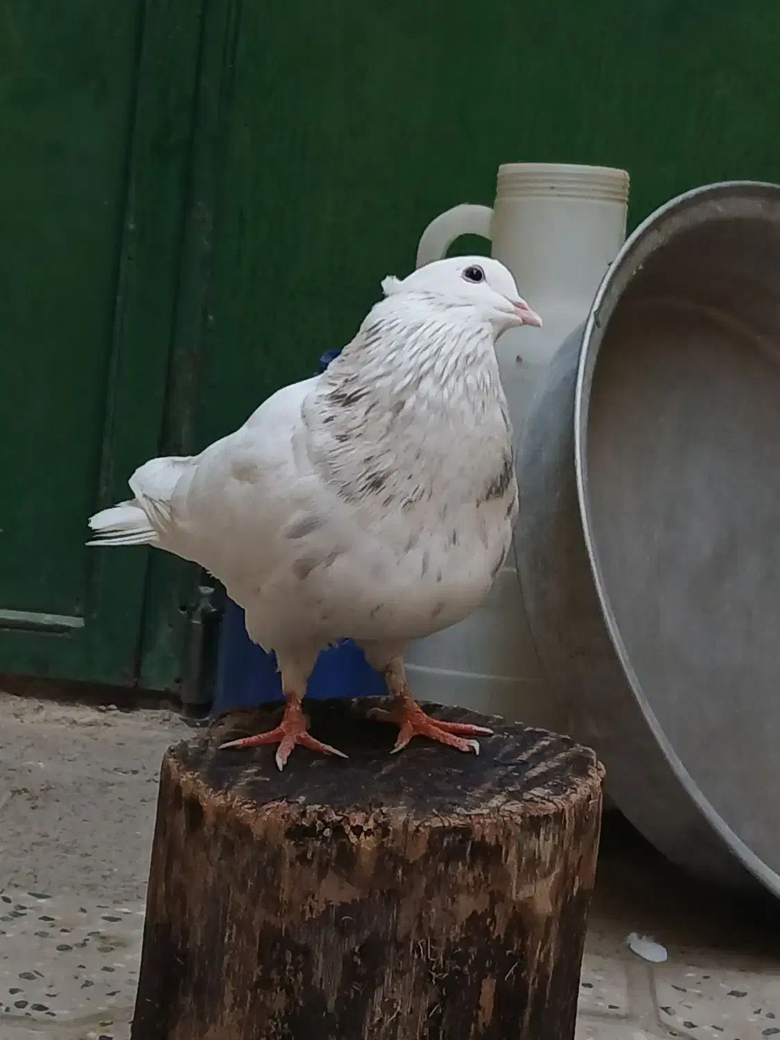 کبوتر طوق|پرنده|مریوان, |دیوار