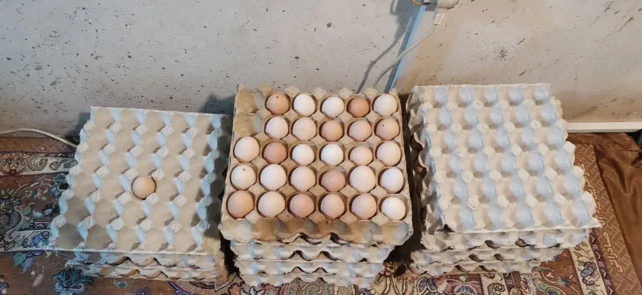 تخم مرغ نطفه دار. اصلاح شده گلپایگان|حیوانات مزرعه|اطاقور, |دیوار