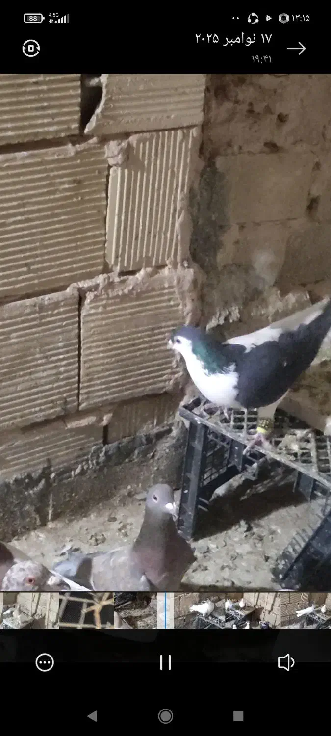 12تاحیون ضربه وزیبا|پرنده|عطاملک, |دیوار