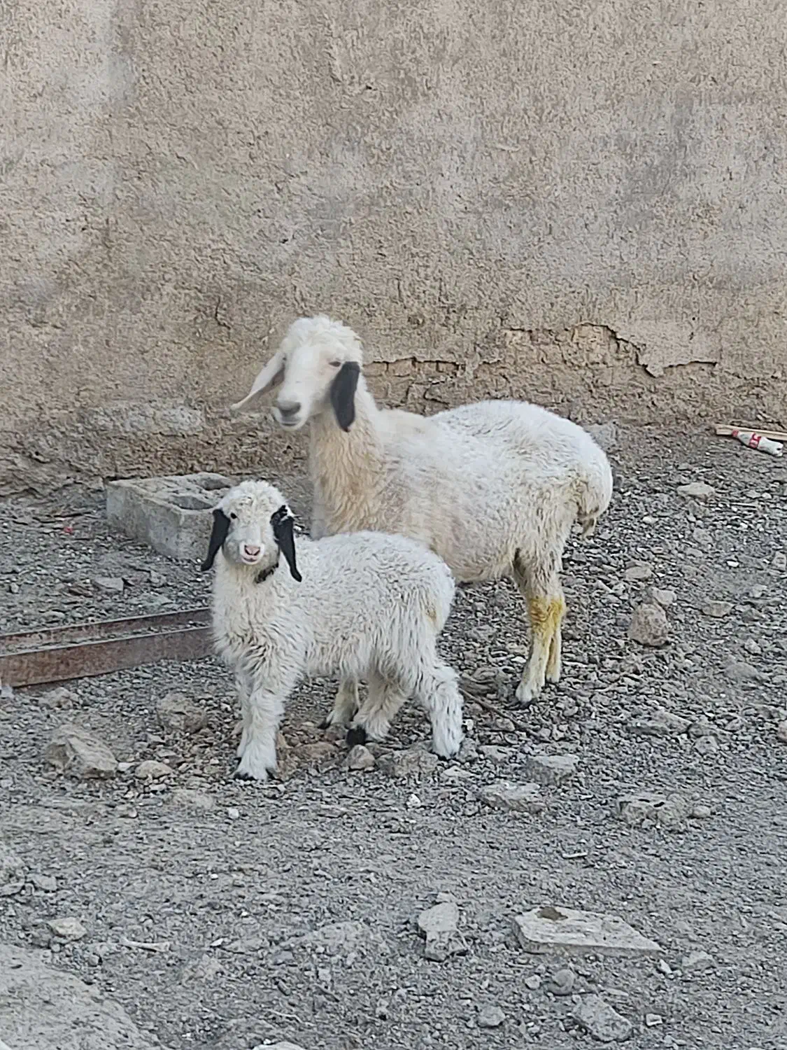 میش دورگ سیستانی با بره|حیوانات مزرعه|زابل, |دیوار