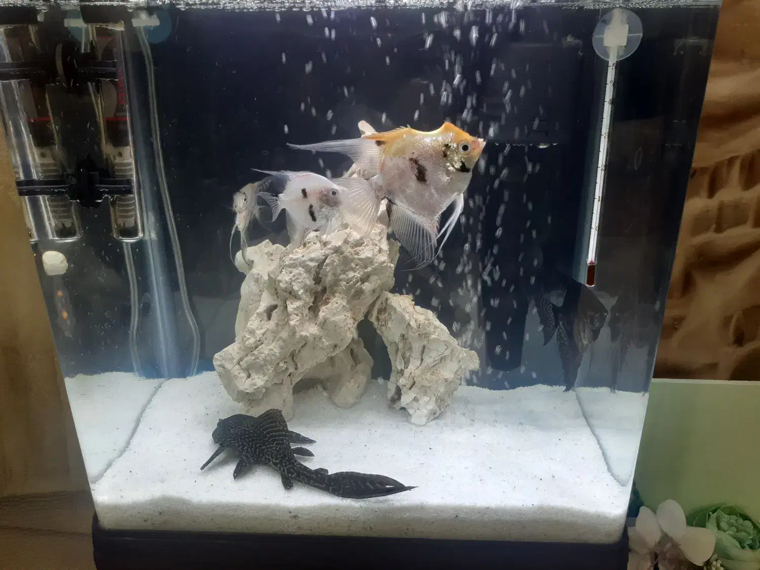 آکواریوم|ماهی|داراب, |دیوار