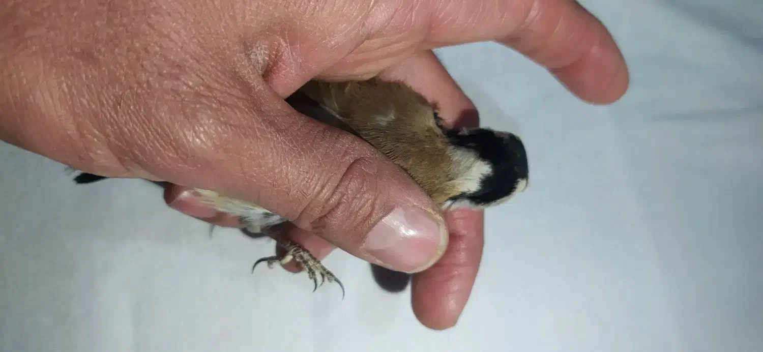 سهره حلب دار|پرنده|همدان, |دیوار