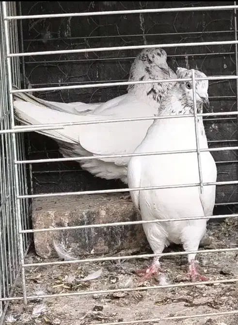 کفتر کبوتر کله دم سبز کله دار سو قدیم|پرنده|تهران, ورزشگاه آزادی|دیوار