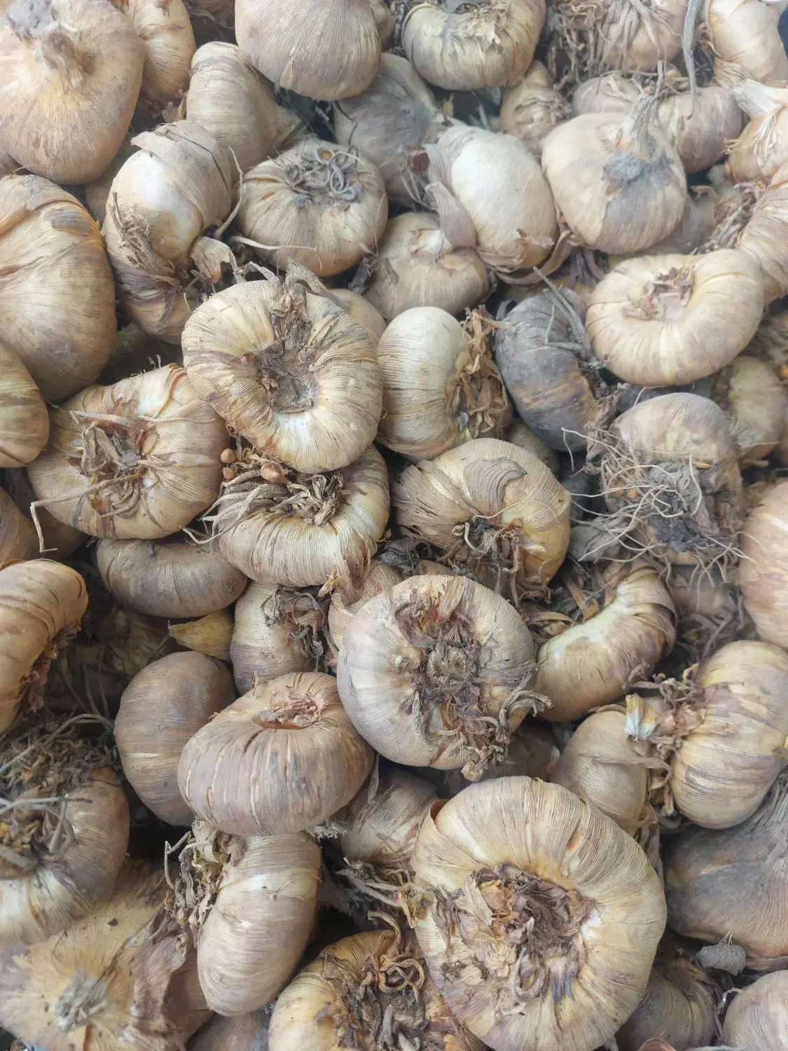 پیاز گل سنبل و لاله هلندی نرگس اختر کوکب زعفران و.|گل و گیاه طبیعی|کرج, اصفهانی‌ها|دیوار