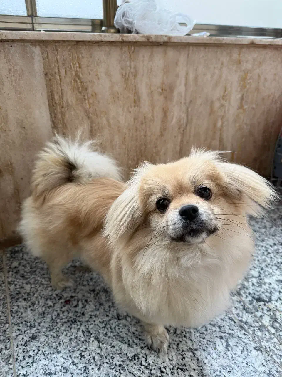 پیکینز اشپیتز|سگ|اردبیل, |دیوار