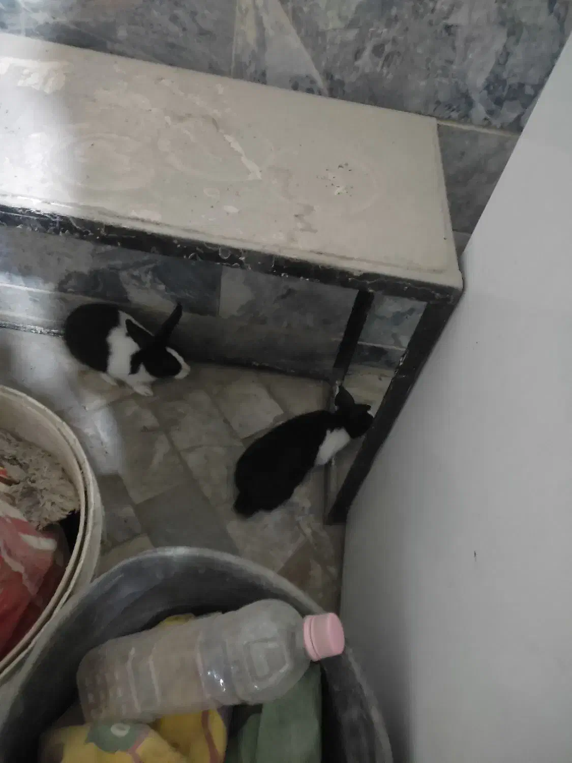 خرگوش|موش و خرگوش|سنندج, |دیوار