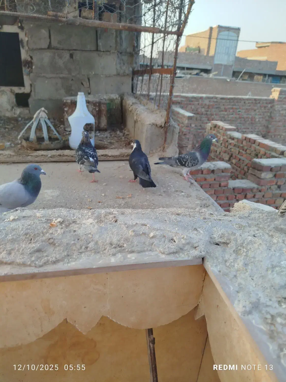 کبوتر فروشی خاش|پرنده|تفتان, |دیوار