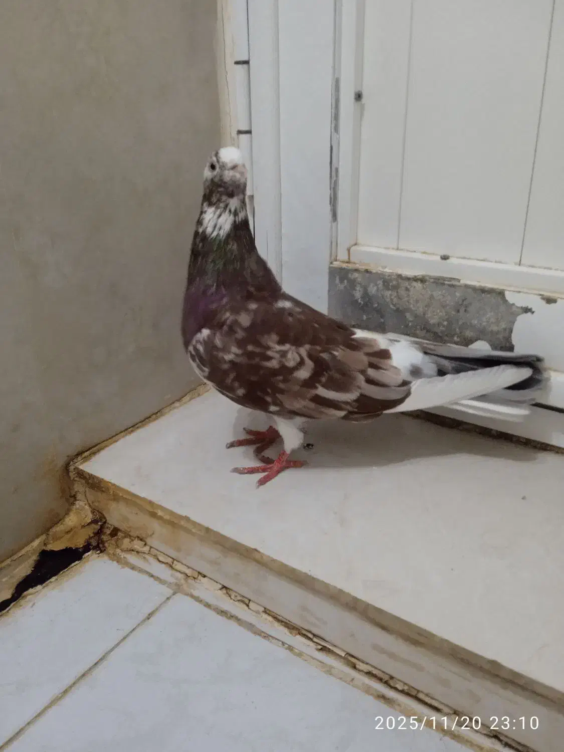 سرور|پرنده|تبریز, |دیوار