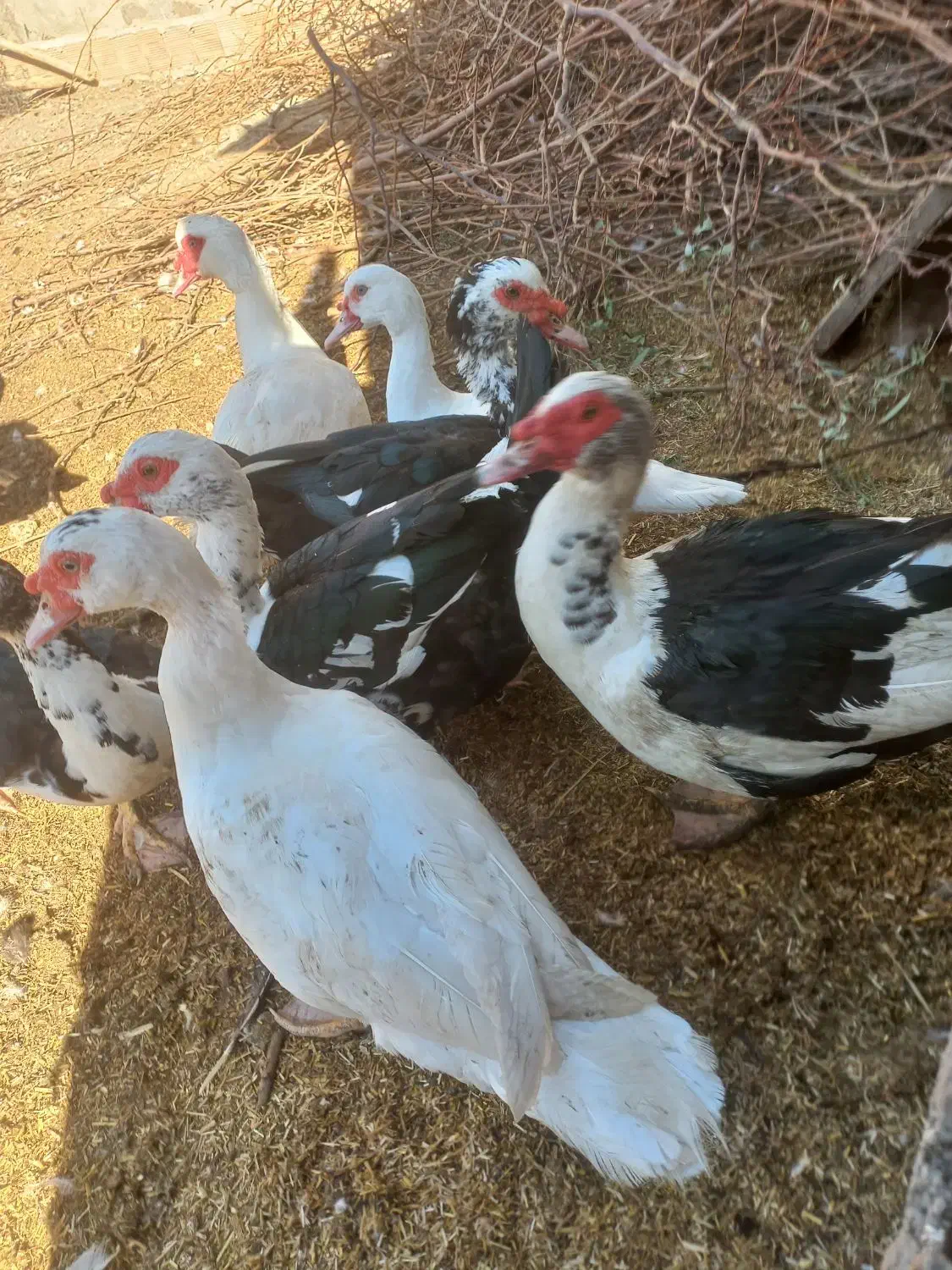 تخم اردک خارجی اسرایلی تازه و نطفه دار|حیوانات مزرعه|مزرعه کتول, |دیوار