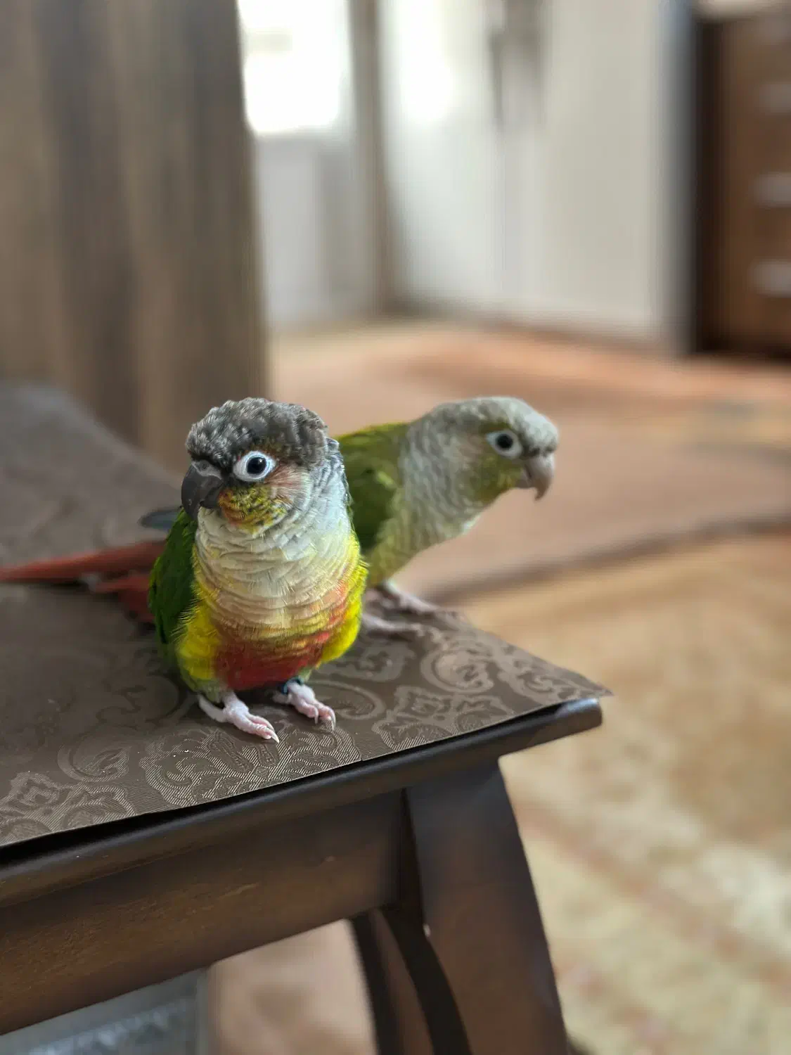 طوطی گرینچیک|پرنده|تهران, جوادیه تهرانپارس|دیوار