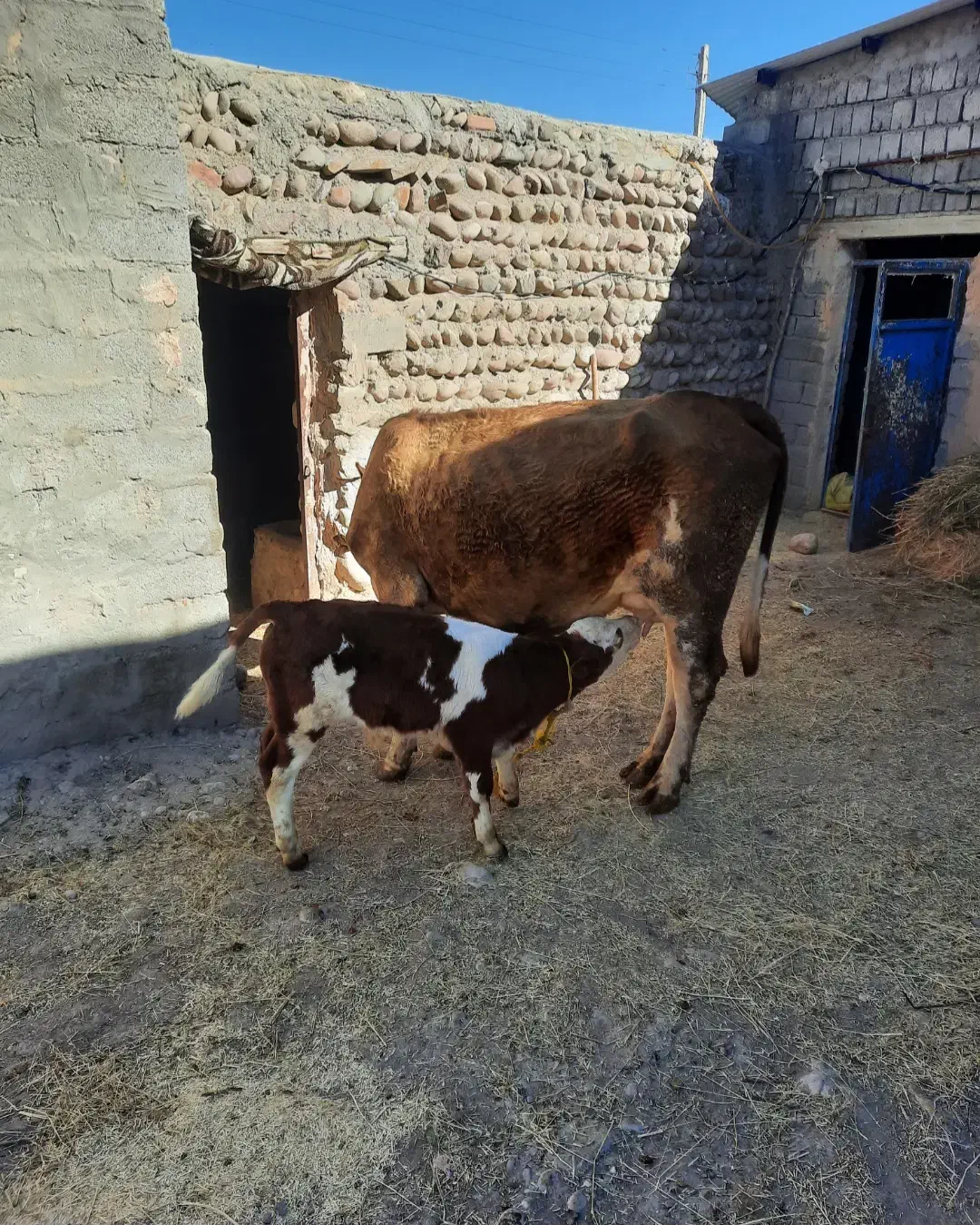 گاو شیری با گوساله|حیوانات مزرعه|میانه, |دیوار