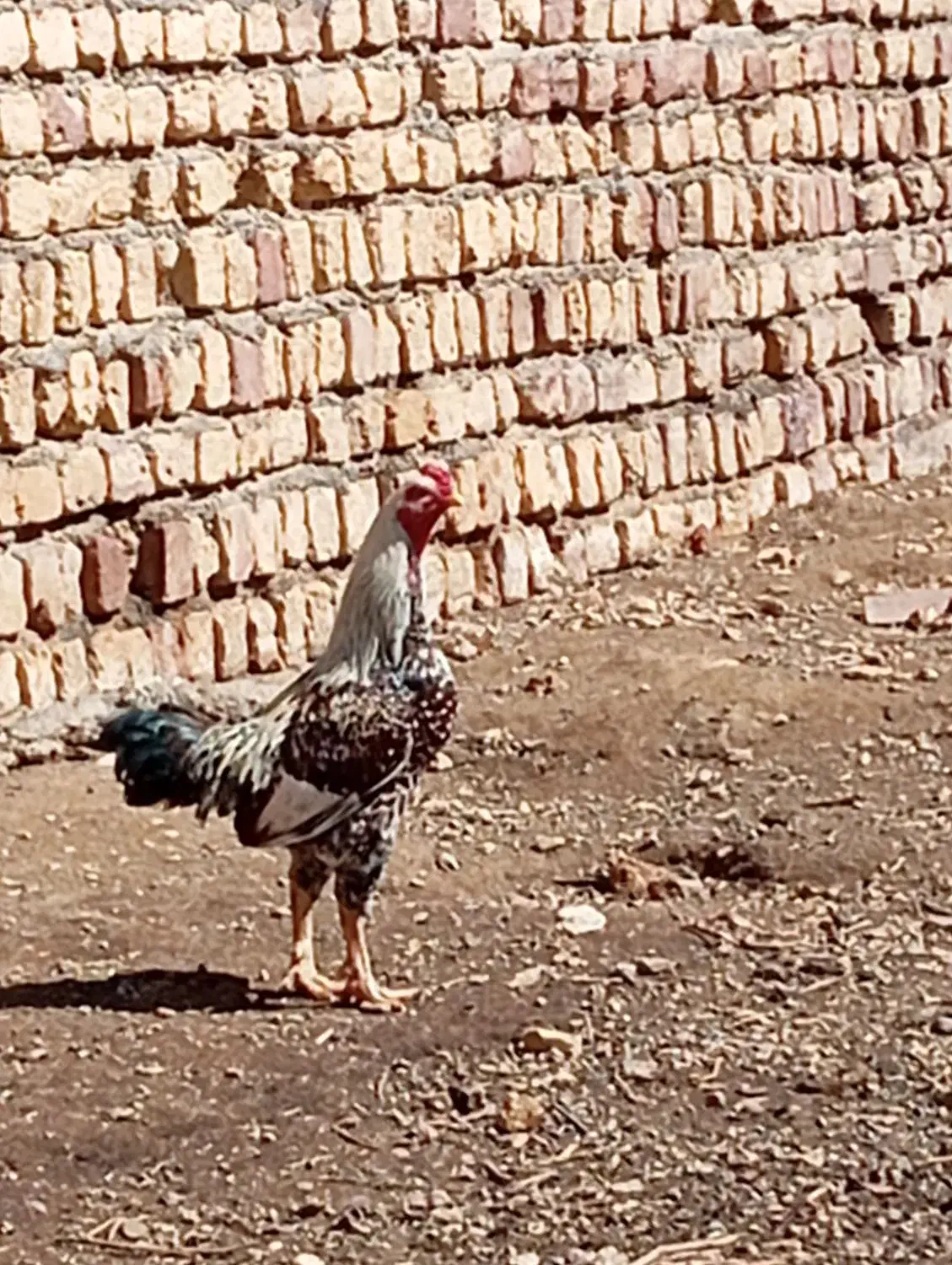 خروس لاری|حیوانات مزرعه|نوبران, |دیوار