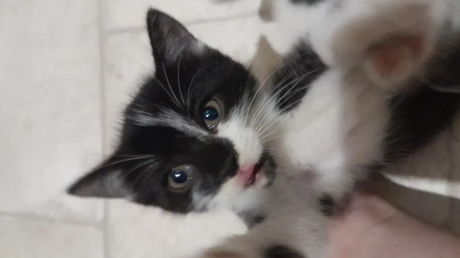 بچه گربه|گربه|رودسر, |دیوار