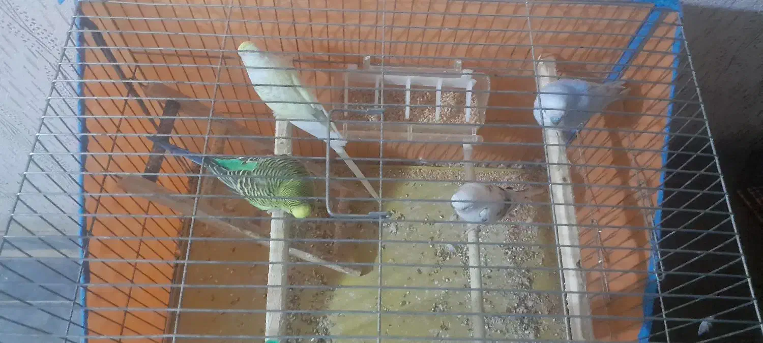 ۳جفت مرغ عشق|پرنده|لوندویل, |دیوار