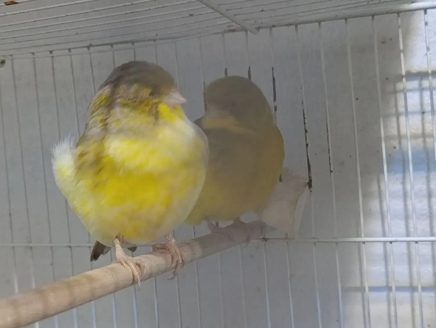 قناری گلاستر اورجینال.|پرنده|محمودآباد, |دیوار