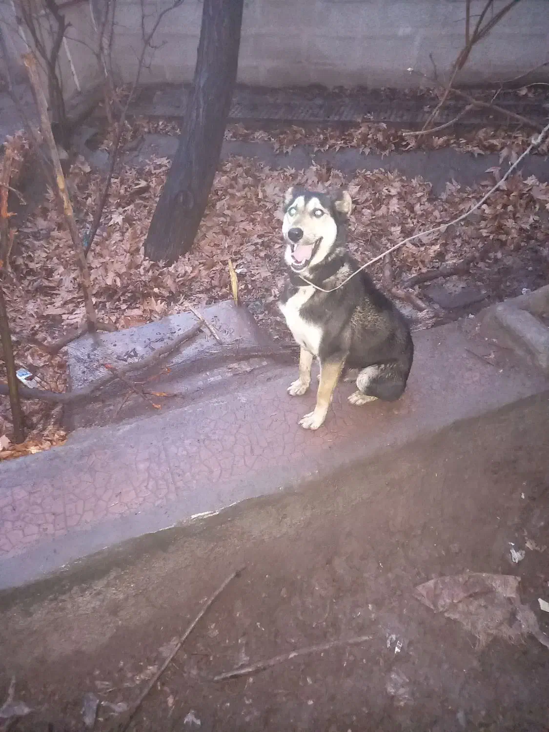 سگ نگهبان|سگ|کرمان, |دیوار