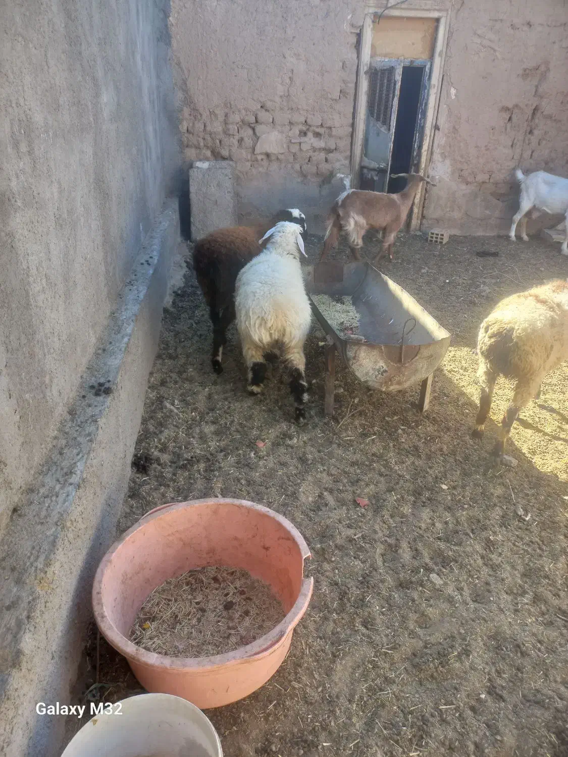 بره ماده سبک وزن|حیوانات مزرعه|درمیان, |دیوار