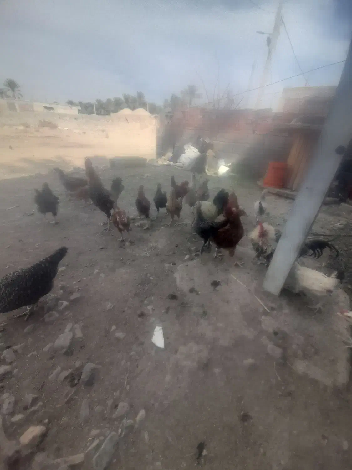 تعداد ۱۰۰ عدد مرغ جوجه|حیوانات مزرعه|جیرفت, |دیوار