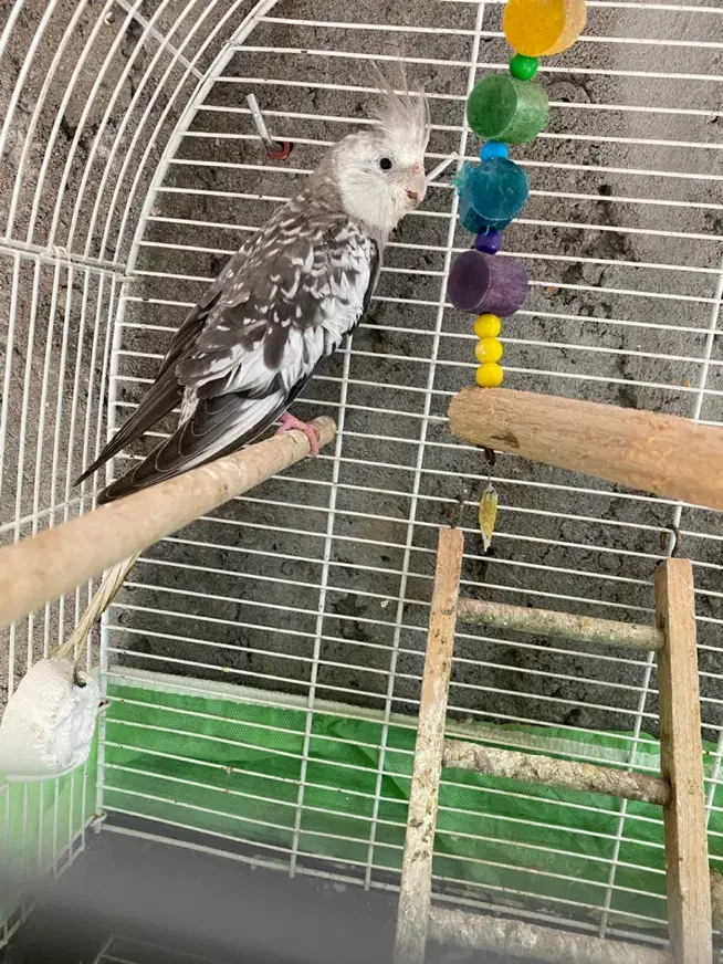 طوطی عروس هلندی(وایت فیس)|پرنده|لاهیجان, بازکیاگوراب|دیوار