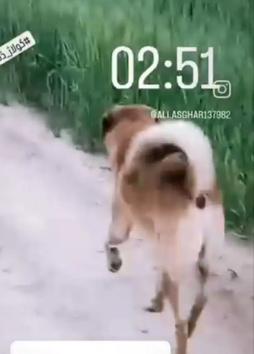 سگ گمشده|سگ|کوهنانی, |دیوار