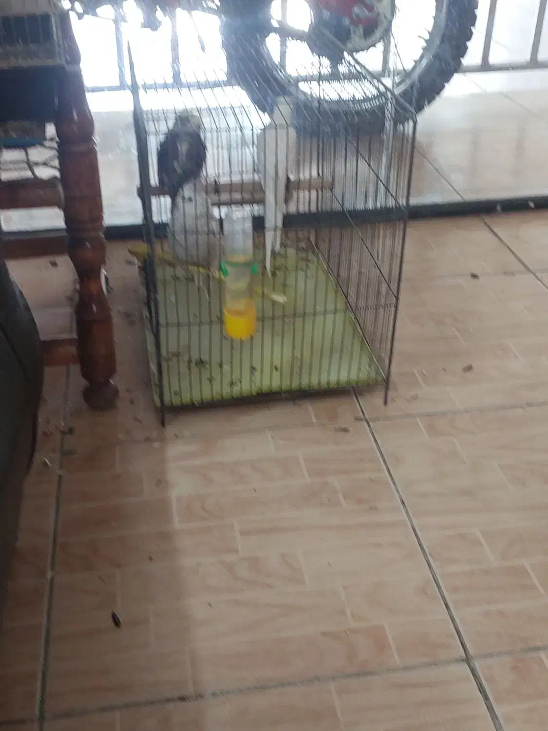 عروس هلندی|پرنده|بروجرد, |دیوار