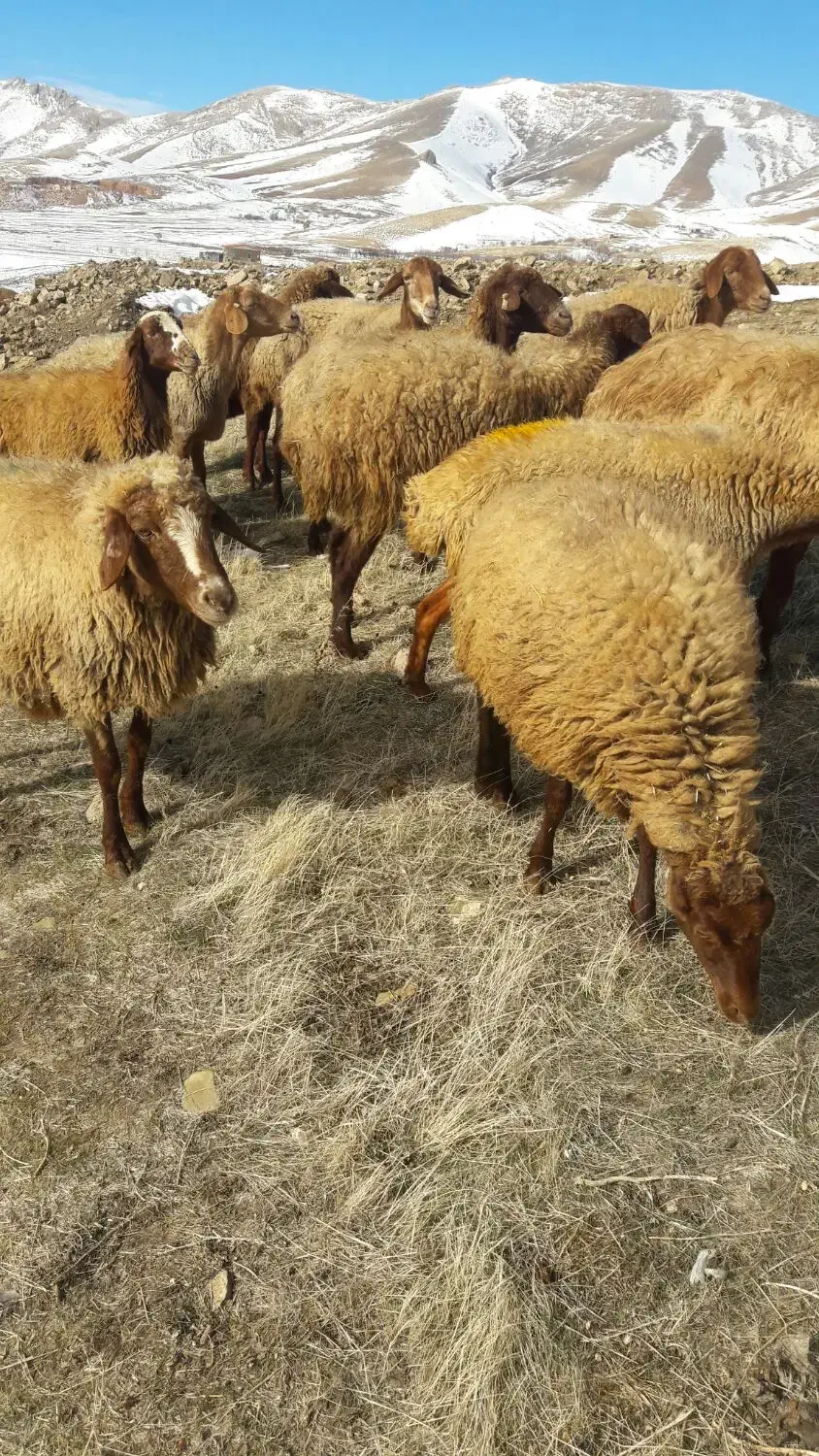 میش|حیوانات مزرعه|سنندج, |دیوار