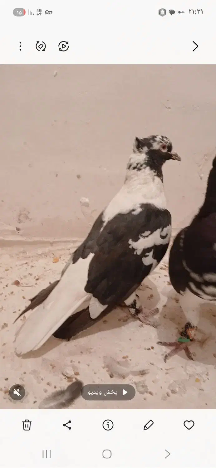 جف افغونی دم سفید|پرنده|تربتحیدریه, ده پائین|دیوار