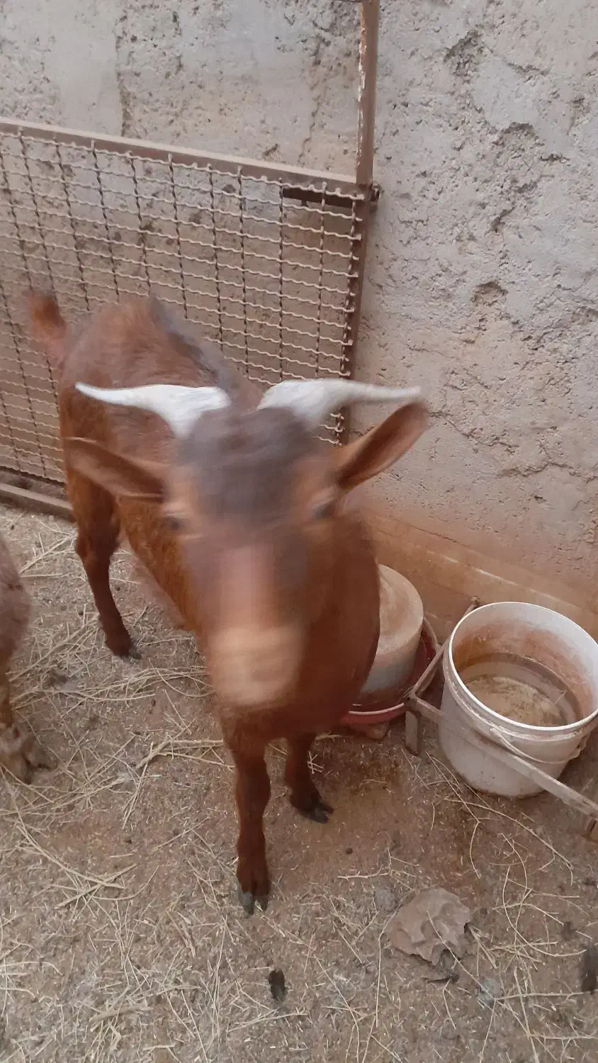 کره چپش|حیوانات مزرعه|اردکان, |دیوار