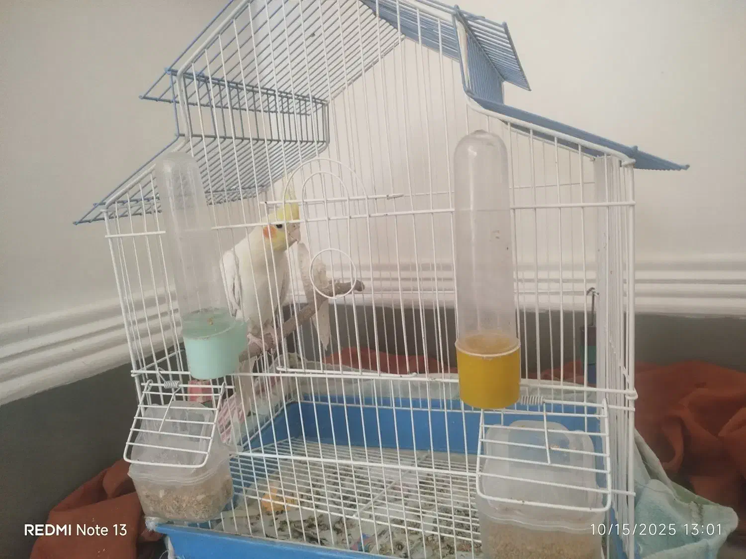 عروس هلندی|پرنده|تفتان, |دیوار