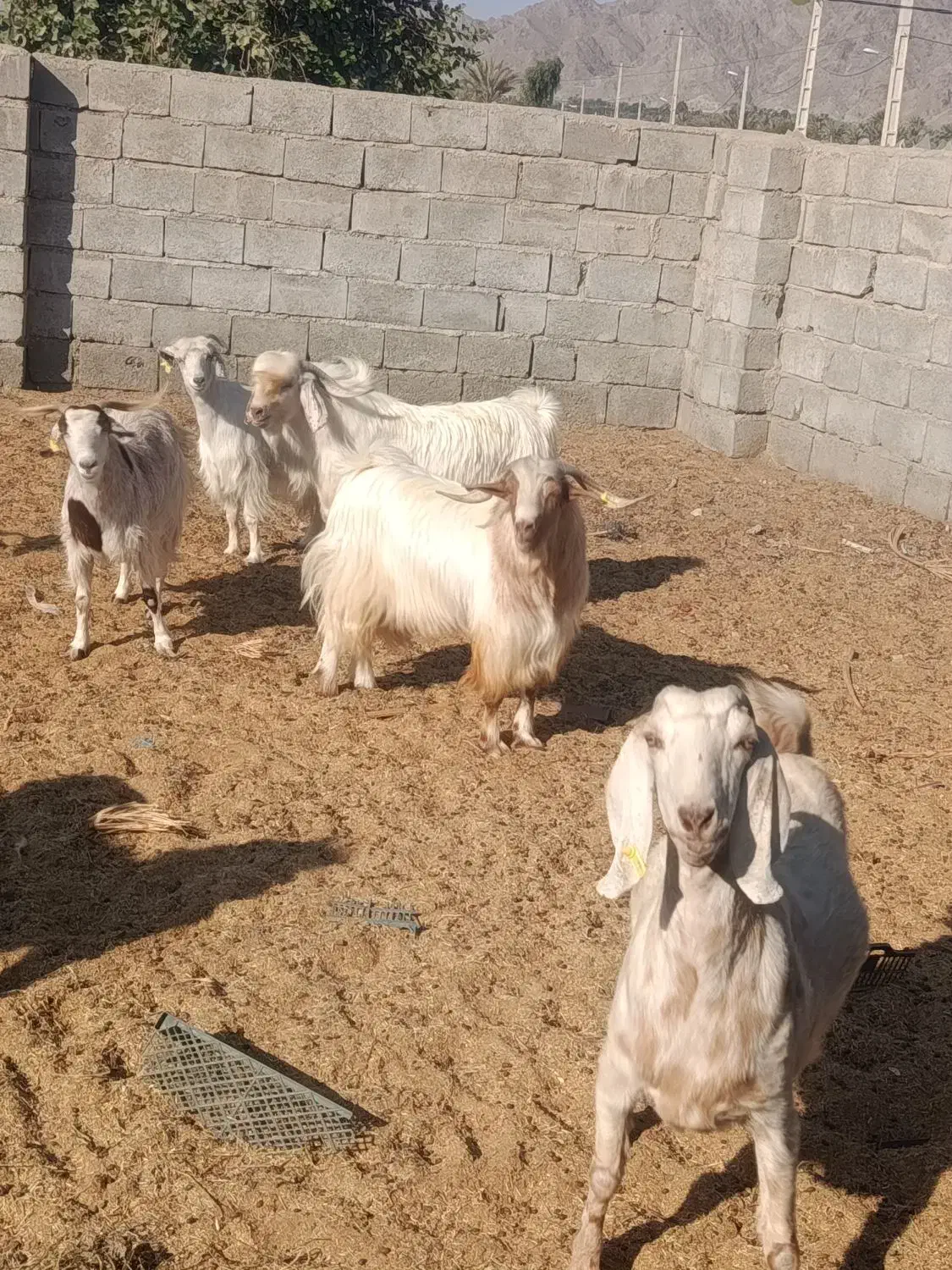 فروش سه عدد نر بز|حیوانات مزرعه|کهنوج, |دیوار